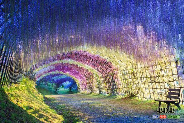 Dünyanın ən gözəl ağac tunelləri - FOTO