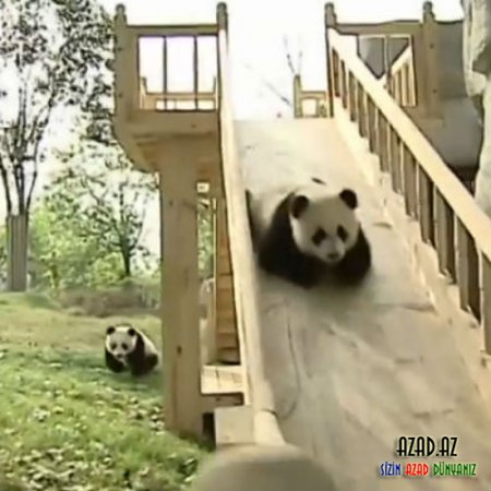 Pandaların sürüşməsi videosu izləmə rekordu qırır – VİDEO