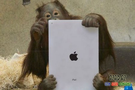 "iPad" istifadə edən meymunlar (FOTO)