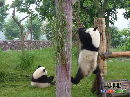Şirin Pandam..~ Panda sevgisi..