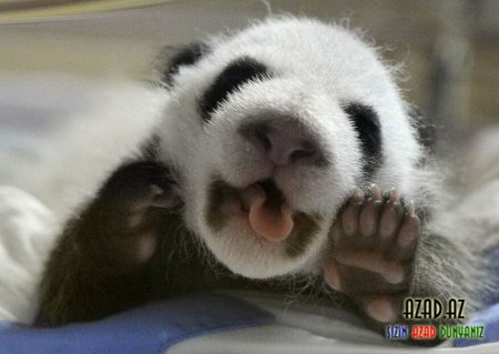 Şirin Pandam..~ Panda sevgisi..