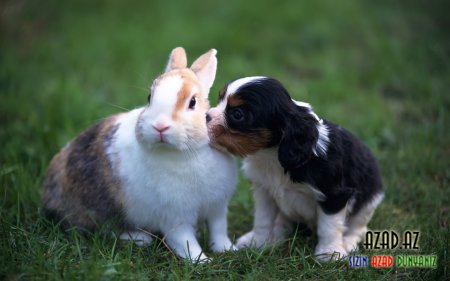 Şirin dovşanlar =)) ♥