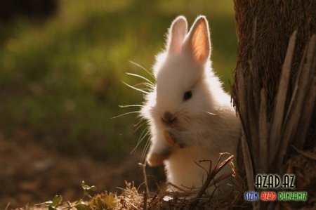 Şirin dovşanlar =)) ♥